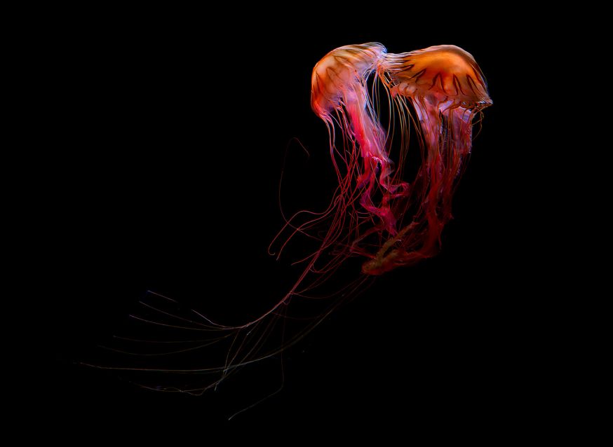 Medusa – Dirk Weyer