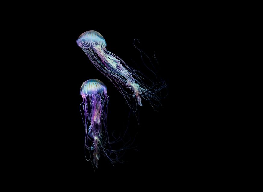 Medusa – Dirk Weyer
