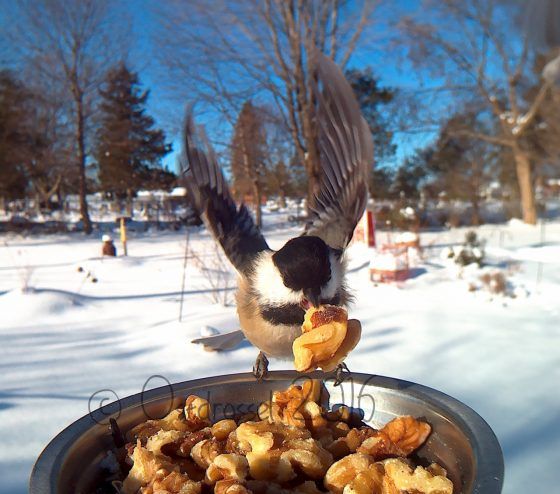 Vogels tijdens het eten gefotografeerd