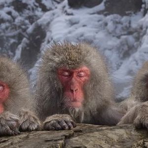 Marsel van Oosten voor vierde keer Nature Photographer of the Year ...