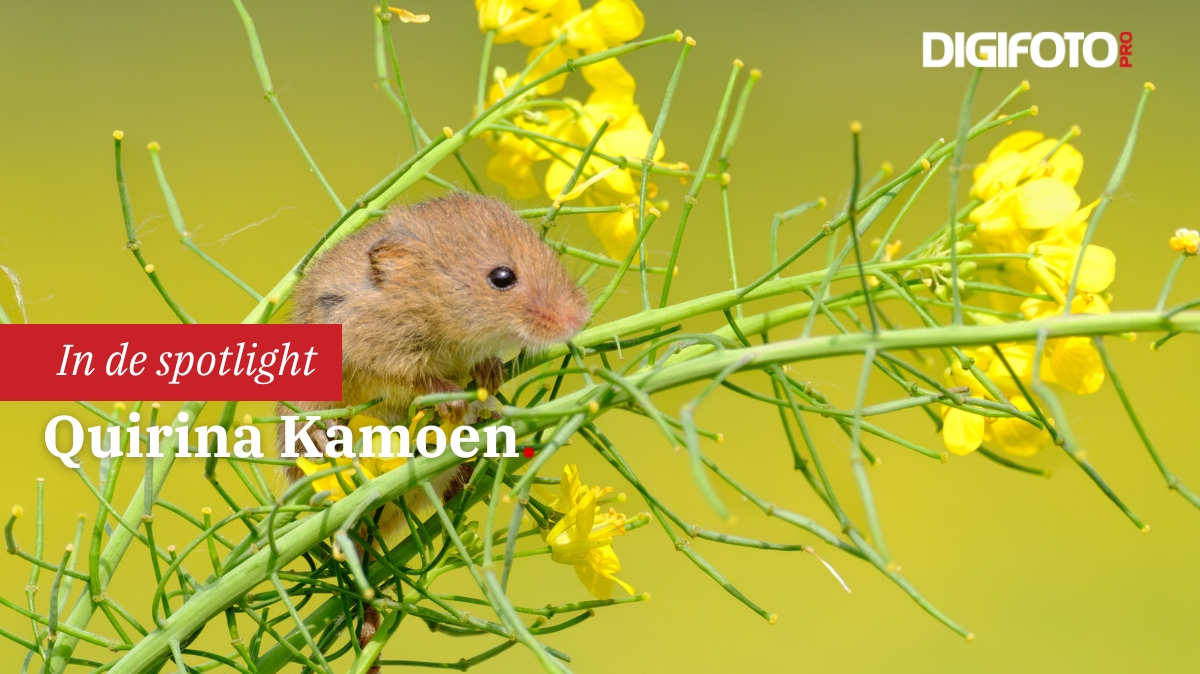 Spotlight van de week Spotlight van de week