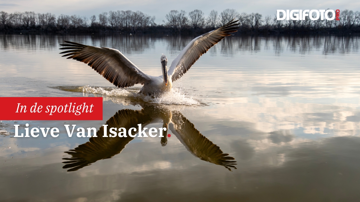 Spotlight van de week