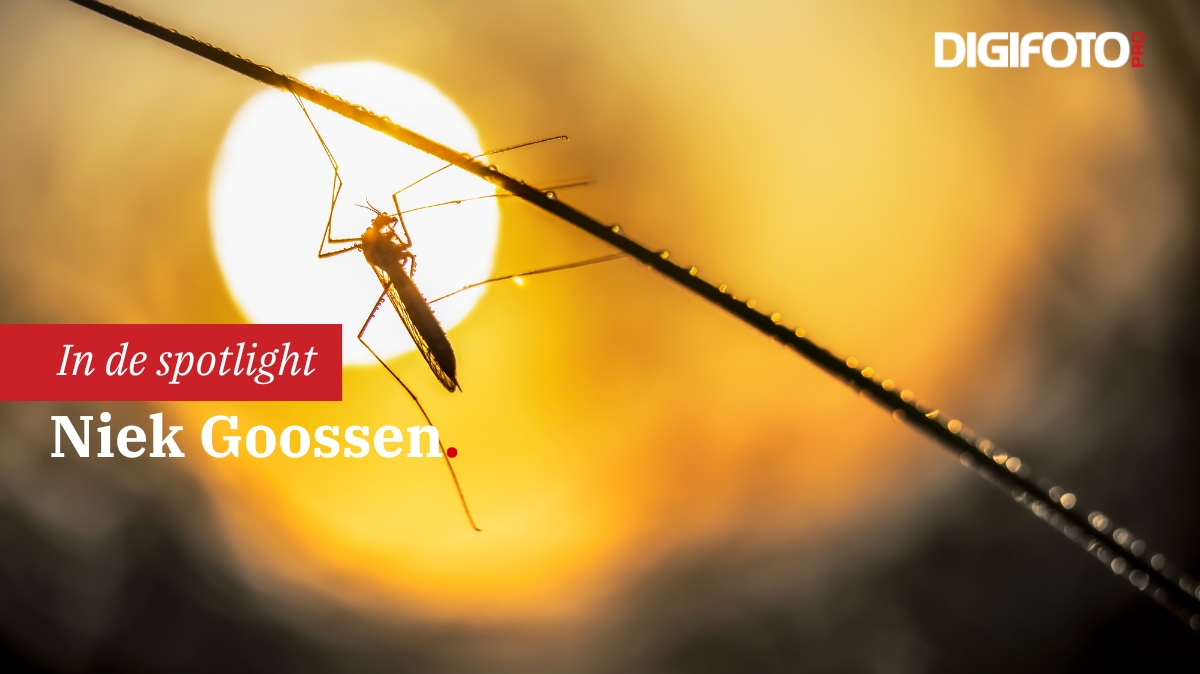 spotlight van de week.jpg