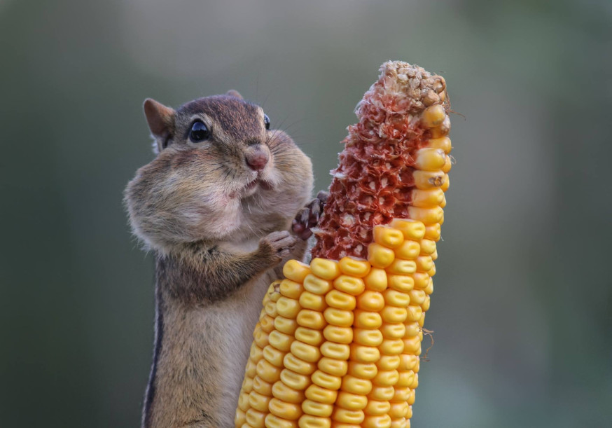 Comedy Wildlife Photographer of the Year 