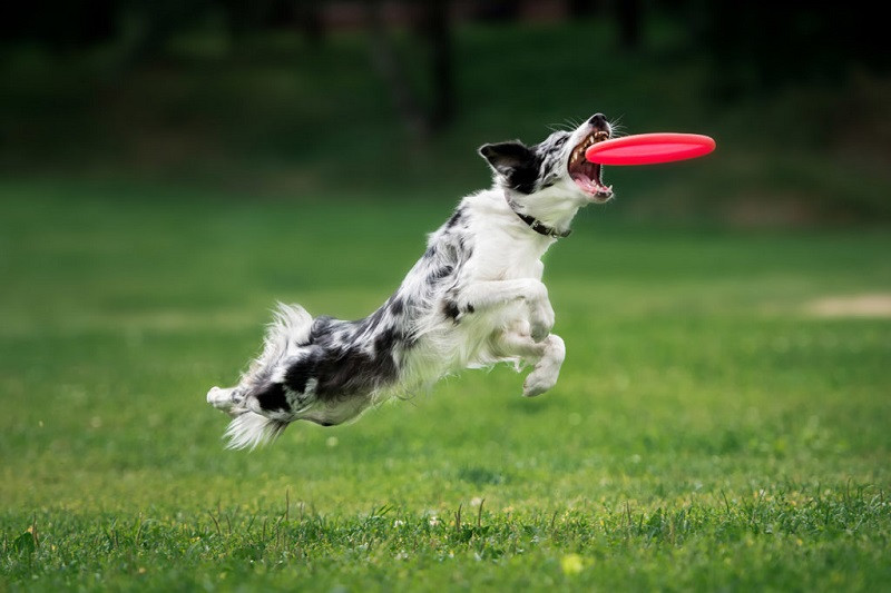 fotofair 2021, fotofair, actie workshop honden frisbee fotografie, hondenfotografie, workshop dogfrisbee, dogfrisbee, honden, leren, fotograferen