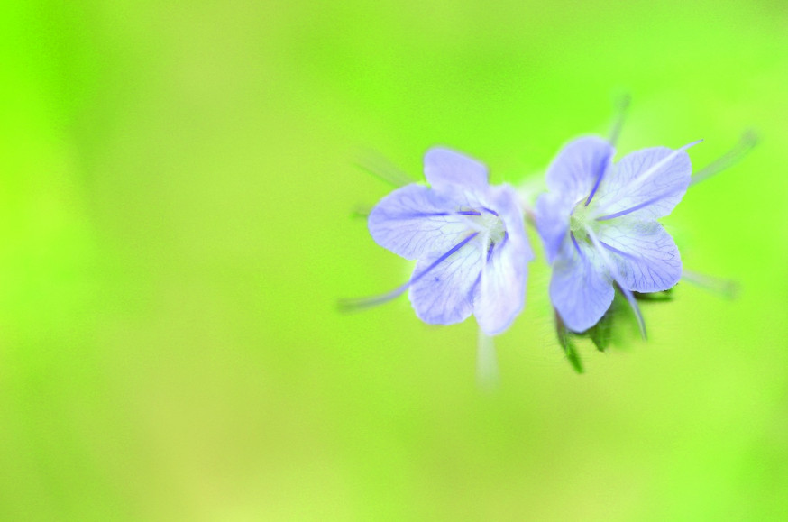 remco stunnenberg sigma 70mm macro