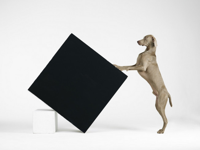  Constructivism, 2014, pigment print. © William Wegman. Courtesy of the artist.
