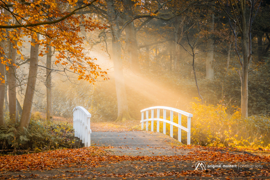 Minimalisme in Landschapsfotografie – Deel 4: Rust in de chaos van het bos