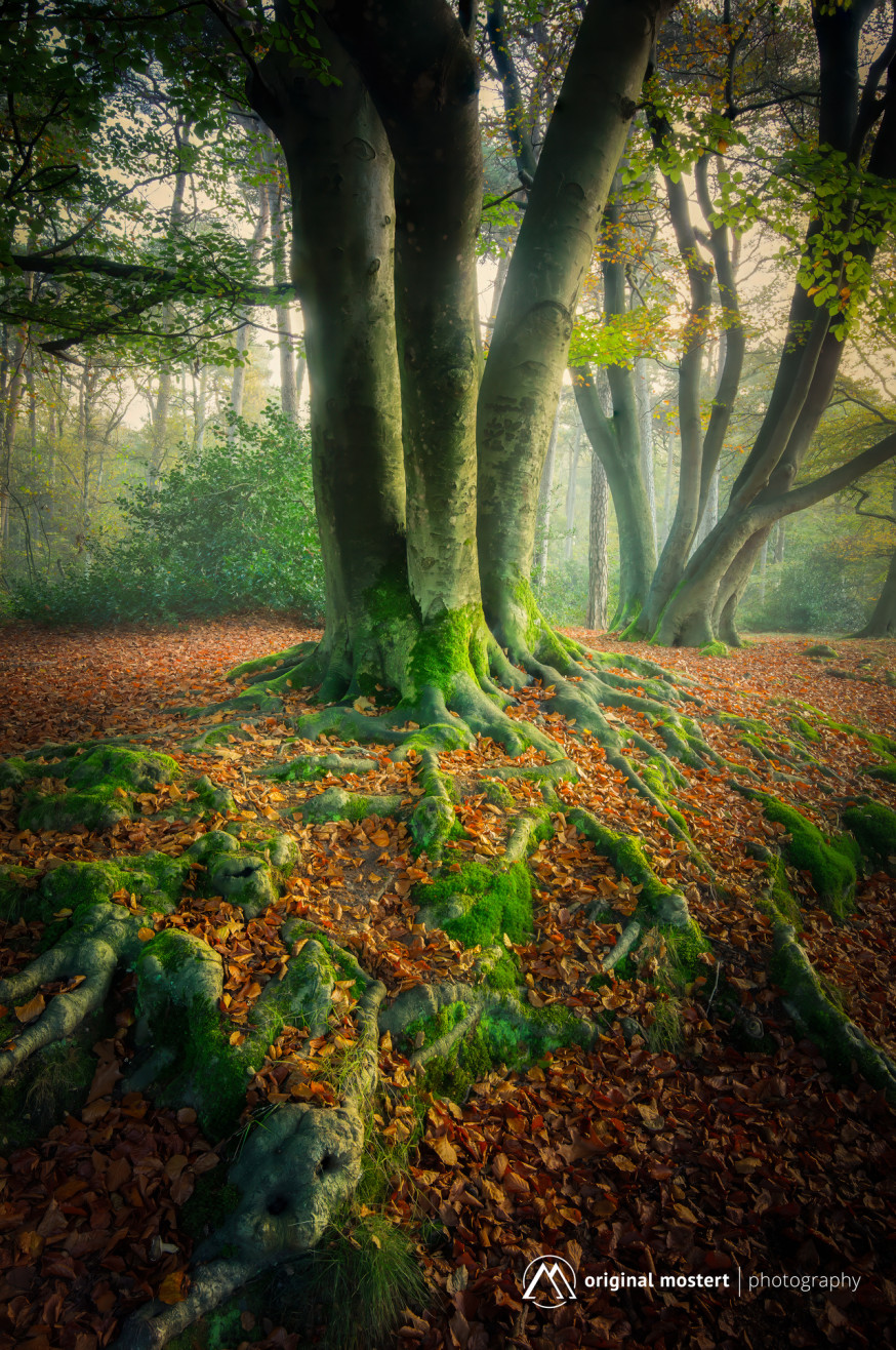 Minimalisme in Landschapsfotografie: Rust in de chaos van het bos Minimalisme in Landschapsfotografie: Rust in de chaos van het bos