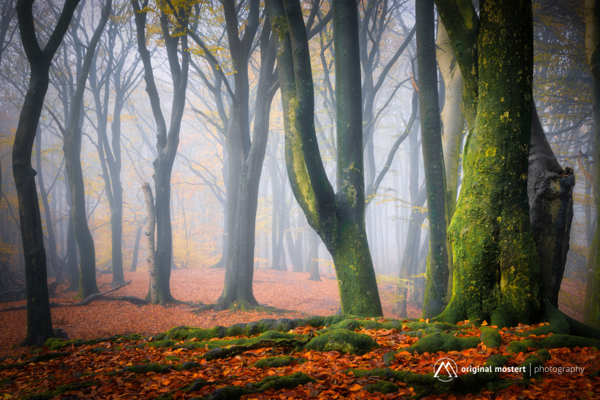 Minimalisme in Landschapsfotografie: Rust in de chaos van het bos Minimalisme in Landschapsfotografie: Rust in de chaos van het bos
