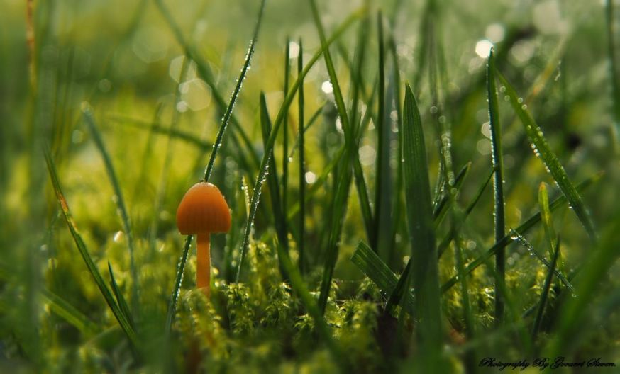 In de Spotlight: de eenzame paddenstoel van Steven Govaert 