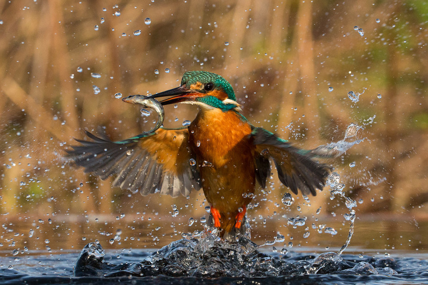 Animal Photography Prize 2016