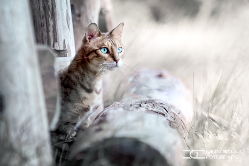 workshop kattenfotografie fotofair 2019