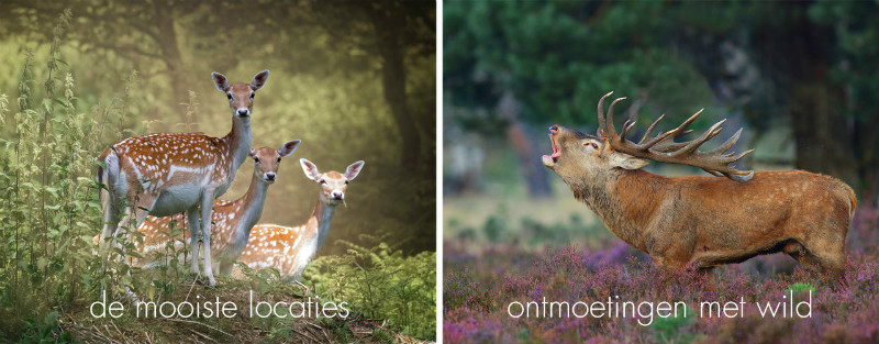FOTOFAIR 2019 Masterclass: Natuurfotografie