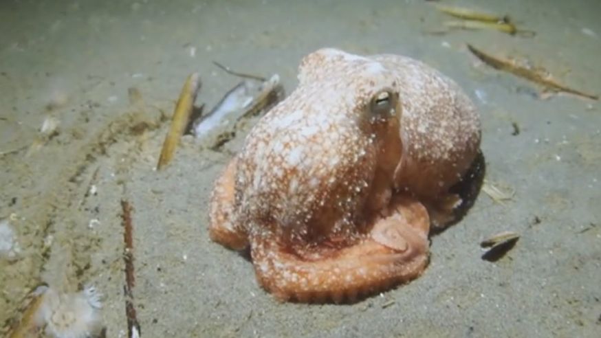 mark barto maakt unieke beelden octopus, eerste inktvis in Noordzee