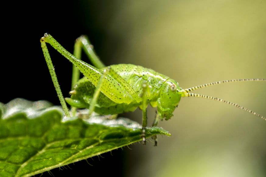 Spotlight lezersfoto 14 juli sophie otten green grasshopper