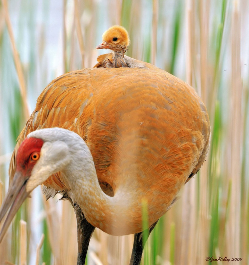 10 indrukwekkende foto&#039;s van ouderliefde bij dieren