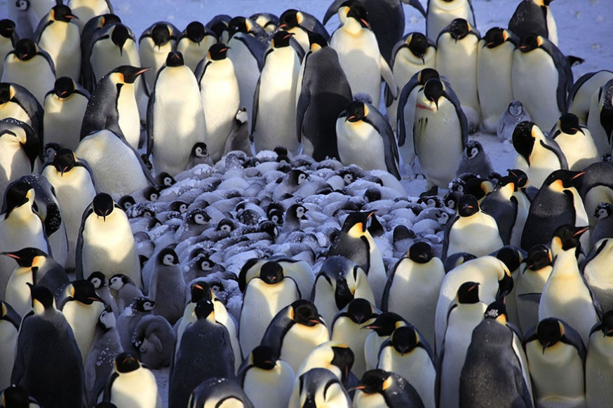 10 indrukwekkende foto&#039;s van ouderliefde bij dieren