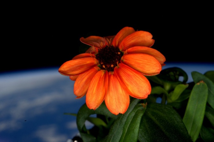 bloem in de ruimte