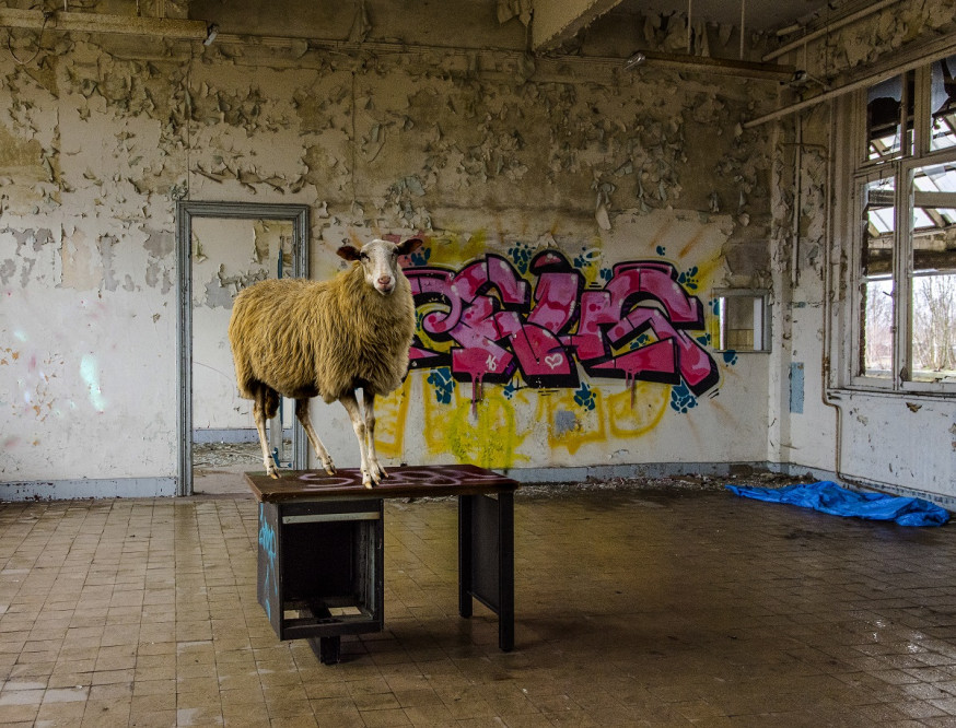 schaap