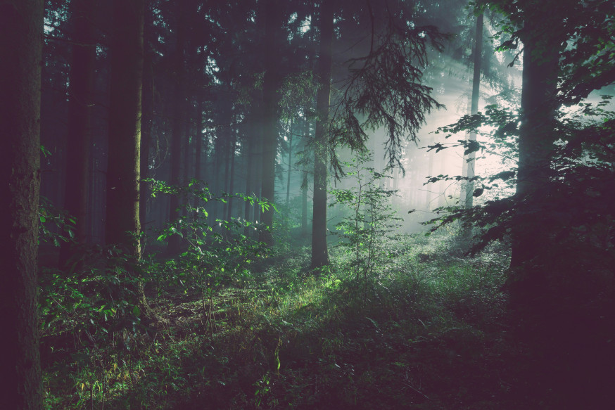 Białowieża Fotografie: Het Oerbos van Europa