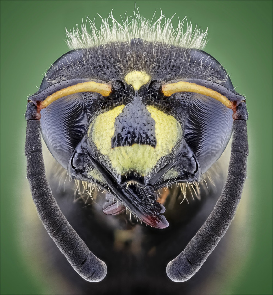 macro marco macro marco insect insects micro