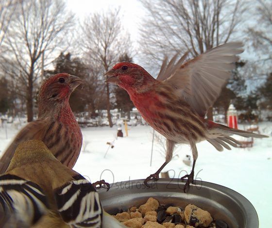 Vogels tijdens het eten gefotografeerd