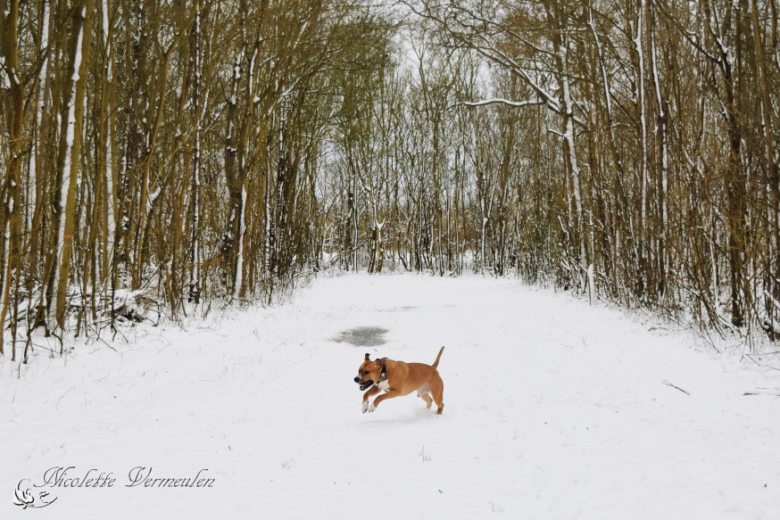 sneeuw, sneeuwfoto's, natuur, winter, winterfoto's, gallery, Lezersgallery, spotlight