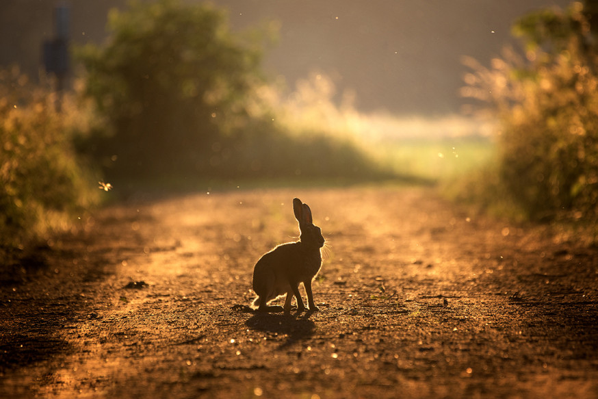 fotowedstrijd wildlife digifoto pro