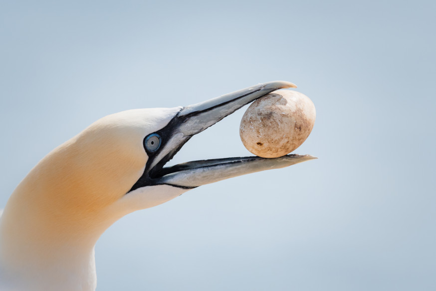 fotowedstrijd wildlife digifoto pro