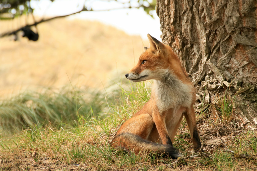 wildlife