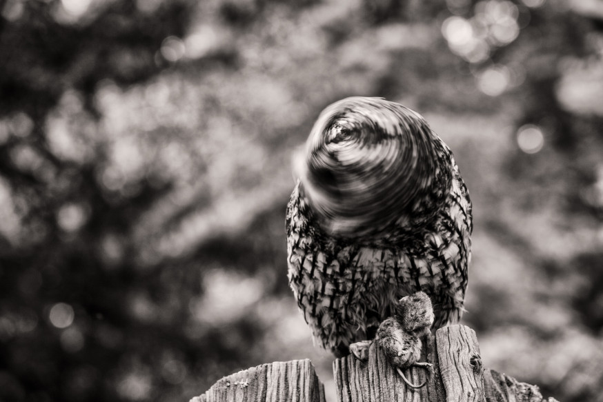 fotowedstrijd wildlife digifoto pro