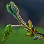 afbeelding van j_vd_wouw_135839