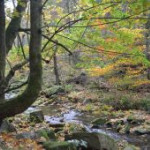 afbeelding van corrieboon_153274