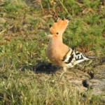 afbeelding van reenbabsrobin_159503