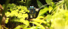 Eerste plantaangedreven camera maakt selfies