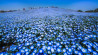 Bloemenzee kleurt Japan blauw