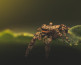 In gesprek met Jeffrey Hoorns | Macrofotografie | Wildlife