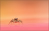 In de spotlight: ‘Jumping Spider’ van Govaert Steven