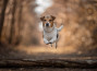 Hondenfotografie: dé tips en trucs van Yong Lei van Barlingen