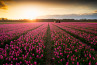 In de Spotlight: Good ol' Dutch Tulips van Vincent Fennis
