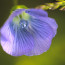 In de spotlight: ‘Macro-wild bloemetje’ van Luc Beysen 