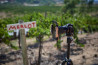 Nieuw filtersysteem van Wine Country Camera