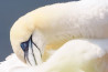 In de spotlight: ‘Witte Engel’ van Sacha Bijkerk