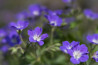 Review: Lensbaby Velvet 85mm f/1.8