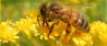 5x macrofotografie in de gallery