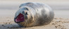 Ter inspiratie: 10 mooie inzendingen fotowedstrijd Wildlife. Inzenden kan nog! 
