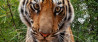 Gedroomde tijgerfoto geschoten met camera op wieltjes