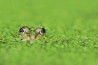 Uitslag fotowedstrijd: Macrofotografie - De kunst van Close-ups