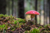 10 tips om paddenstoelen te fotograferen